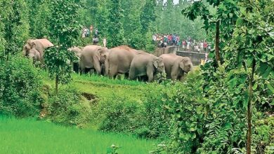 ब्रेकिंग : 11 हाथियों का झुंड घरों को तोड़ा,ग्रामीणों में दहशत का माहौल