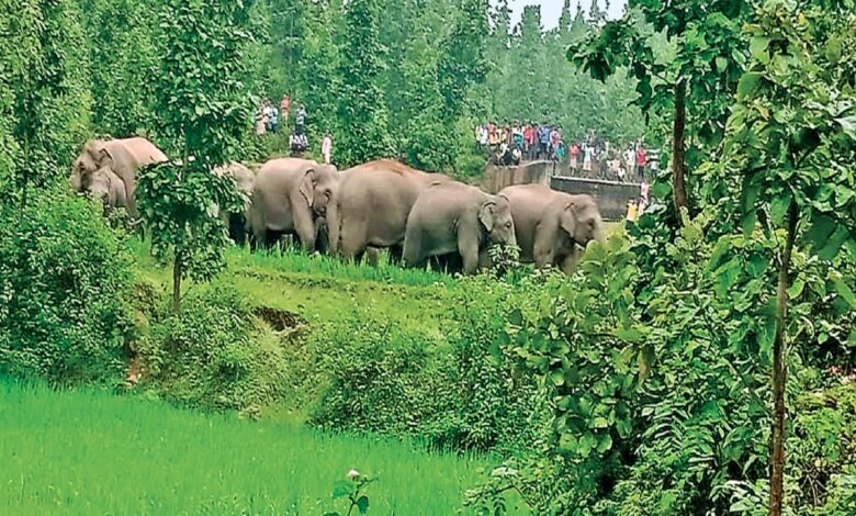 ब्रेकिंग : 11 हाथियों का झुंड घरों को तोड़ा,ग्रामीणों में दहशत का माहौल