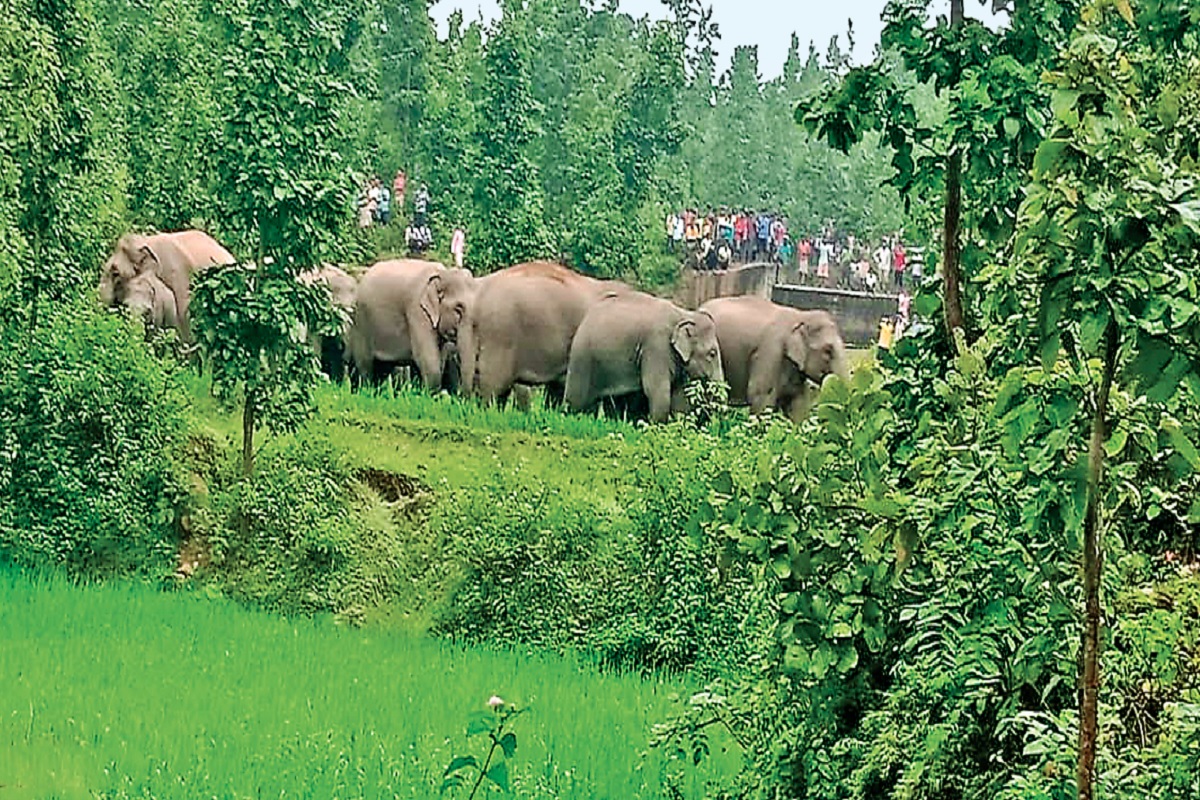 ब्रेकिंग : 11 हाथियों का झुंड घरों को तोड़ा,ग्रामीणों में दहशत का माहौल